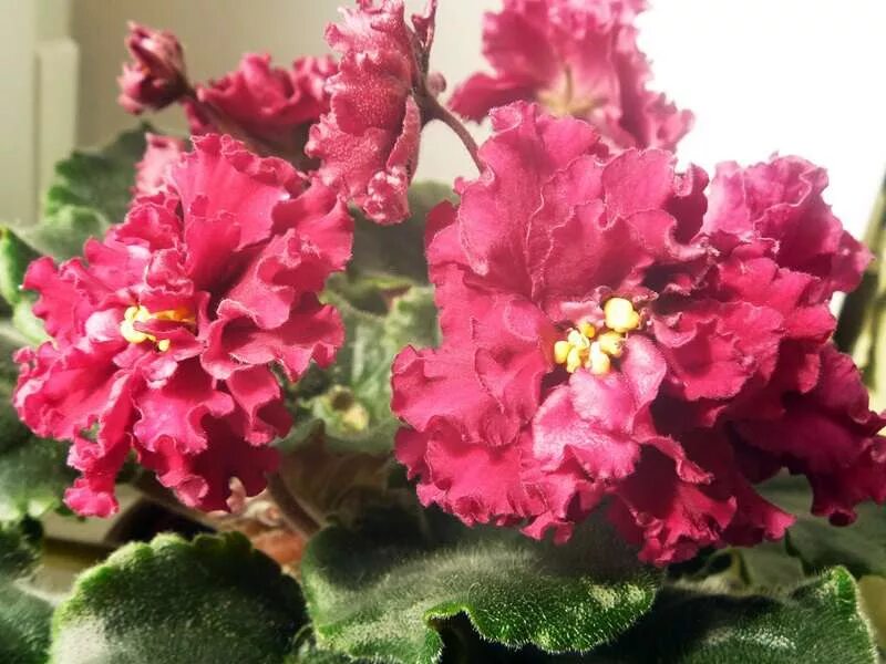 фиалка закат морев. фиалка ле огненный цветок. ле-огненный цветок е. огненная фиалка. фиалка ле огненный цветок.