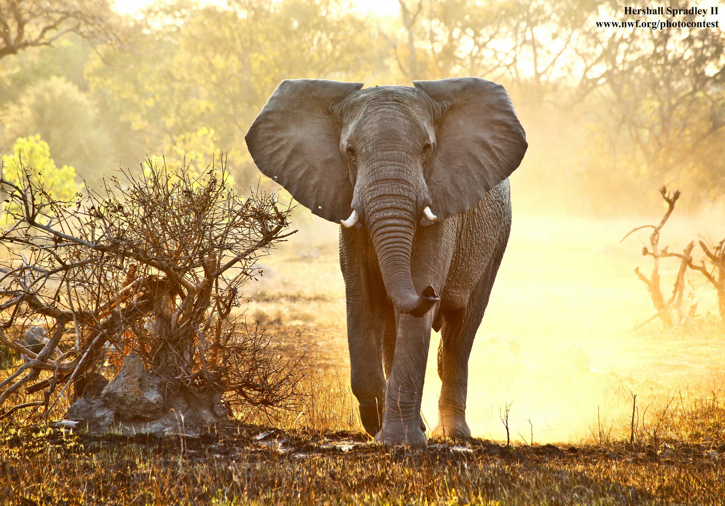 National wildlife. Африканские слоны. Хобот африканского слона. Слоны с поднятым хоботом. Слон хобот вверх.
