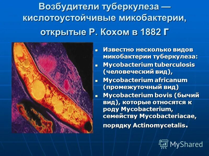 Микобактерии туберкулеза формы. Микобактерии возбудители туберкулеза. Кислотоустойчивость микобактерий туберкулеза. Палочка Коха микробиология. Актиномицеты возбудители туберкулеза.