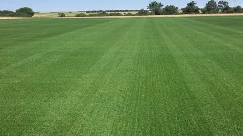 Us grass