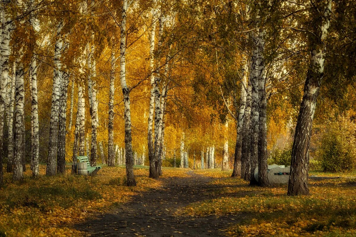 золотая осень в парке. ходить осень золотая. прогулка в осеннем парке. ходить осень золотая. осенняя прогулка.