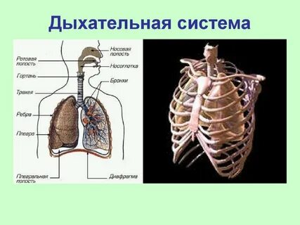 Функциональные возможности дыхательной системы