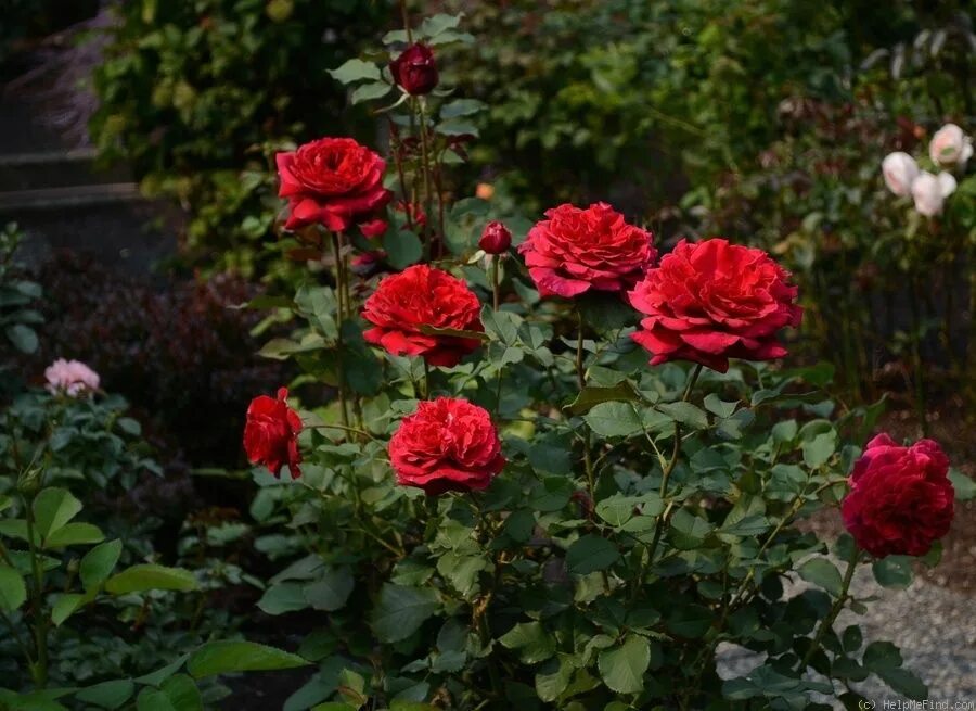 Rosa (Роза) Smooth Velvet / Смус Велвет Пакет