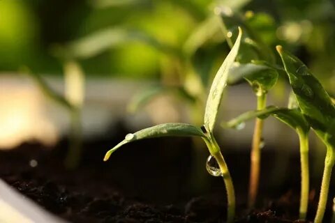 Plant семена