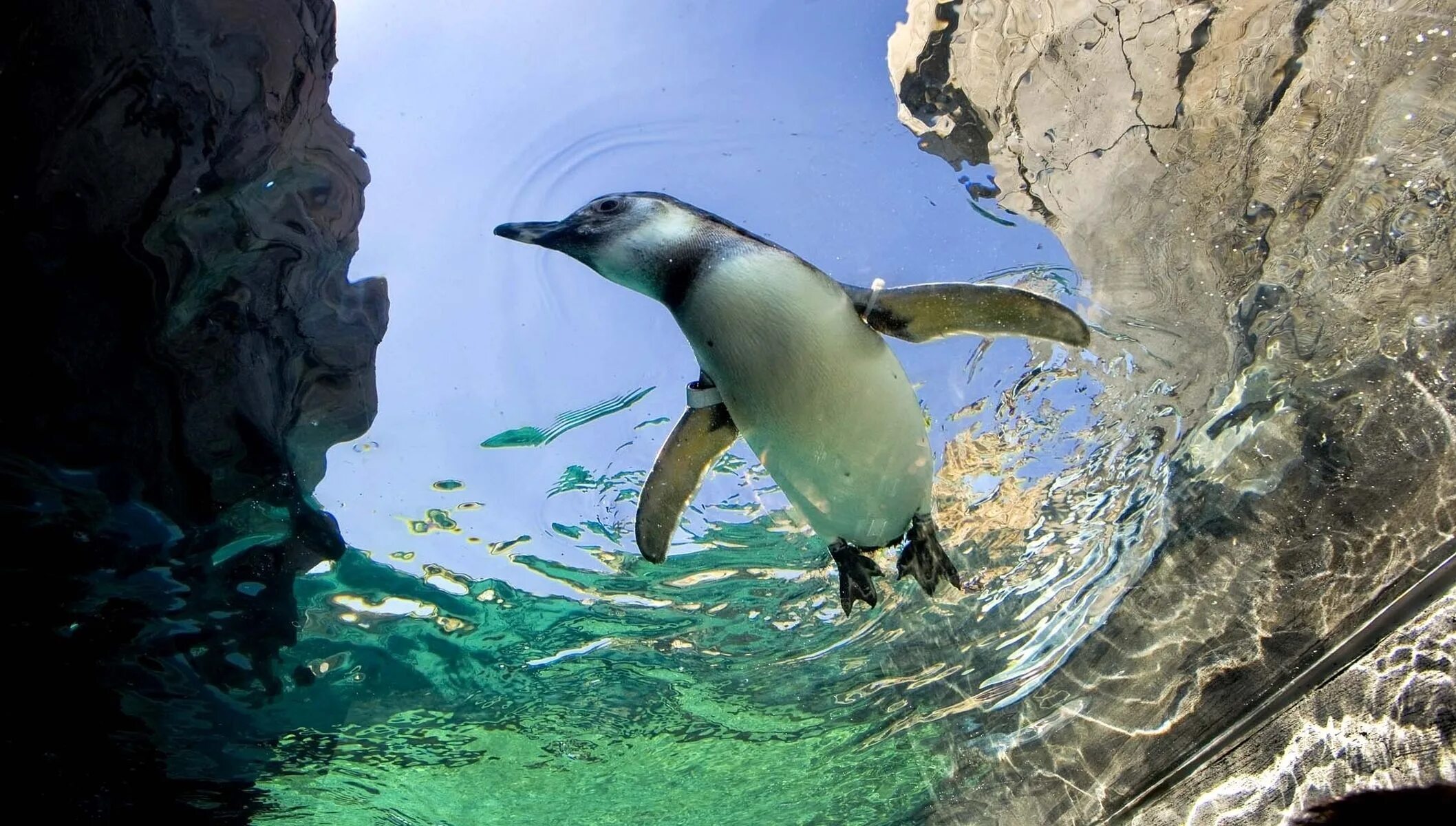 Звери под водой. Императорский Пингвин ныряет. Пингвин в воде. Пингвины под водой. Vodnyye jivotnyye.