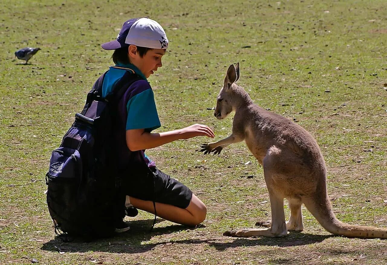 Сколько живет в австралии. Сумчатые кенгуру. Кенгуру в Австралии. Кенгуру валлаби. Кенгуру валлаби с человеком.