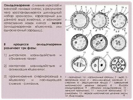 1 фаза оплодотворения