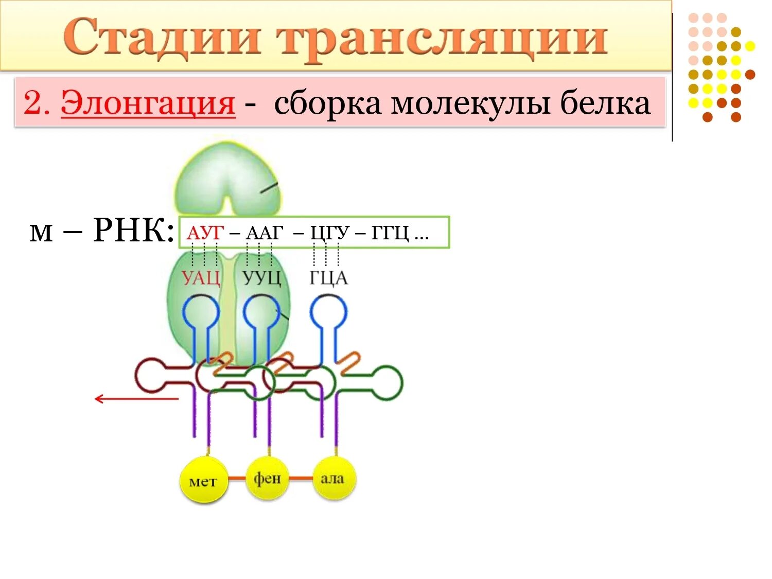 Сборка белка происходит. Биосинтез белка трансляция элонгация. Элонгация Белко биосинтеза белка. Этапы биосинтеза белка биохимия схема. Этапы трансляции биосинтеза белка.