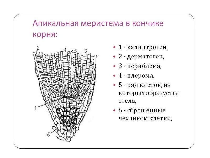 Зона нарастания. Строение апикальной меристемы корня. Верхушечная меристема строение. Апикальная меристема строение. Строение верхушечной меристемы побега.