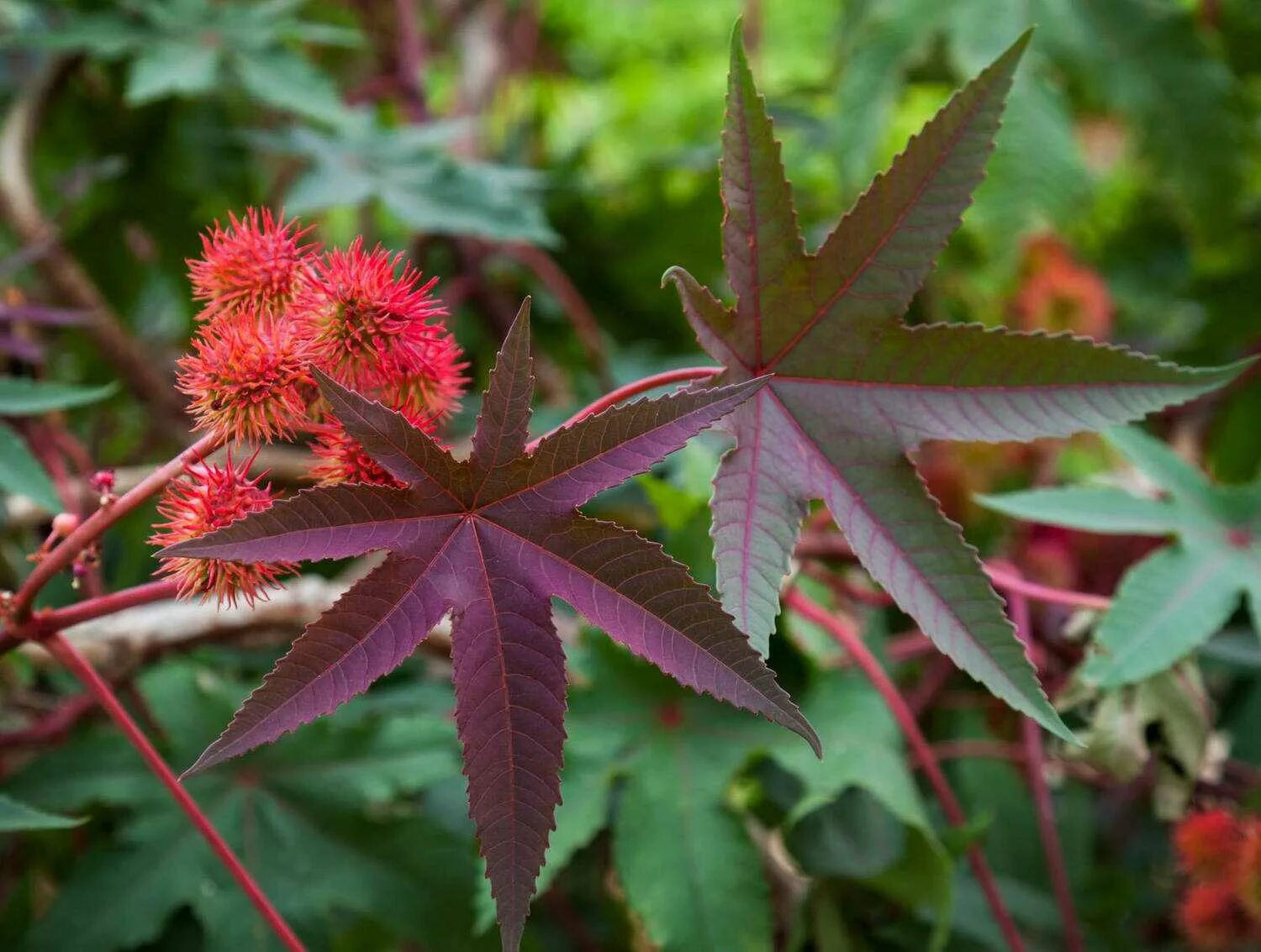 клещевина обыкновенная (ricinus commúnis). клещевина северная пальма. клещевина рицин. клещевина ricinus communis. клещевина (ricinus).