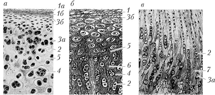 Таблетки для суставов и хрящей восстановление. Хрящевая ткань коленного сустава. Как восстановить хрящевую ткань. Абразивная хондропластика коленного сустава. Восстановление коленного сустава.