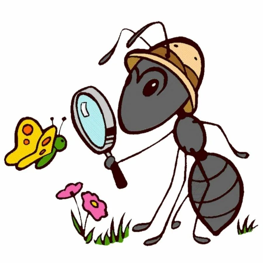 Ant charts