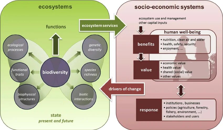 Ecological System. Ecological problems урок английского. Система well being. Кластер environment.