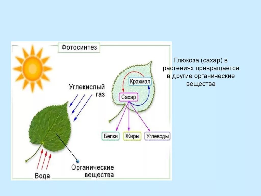 Сообщение на тему фотосинтез 6 класс. Схема процесса фотосинтеза. Фотосинтез Глюкоза. Схематическое изображение процесса фотосинтеза. Схема фотосинтеза ЕГЭ.