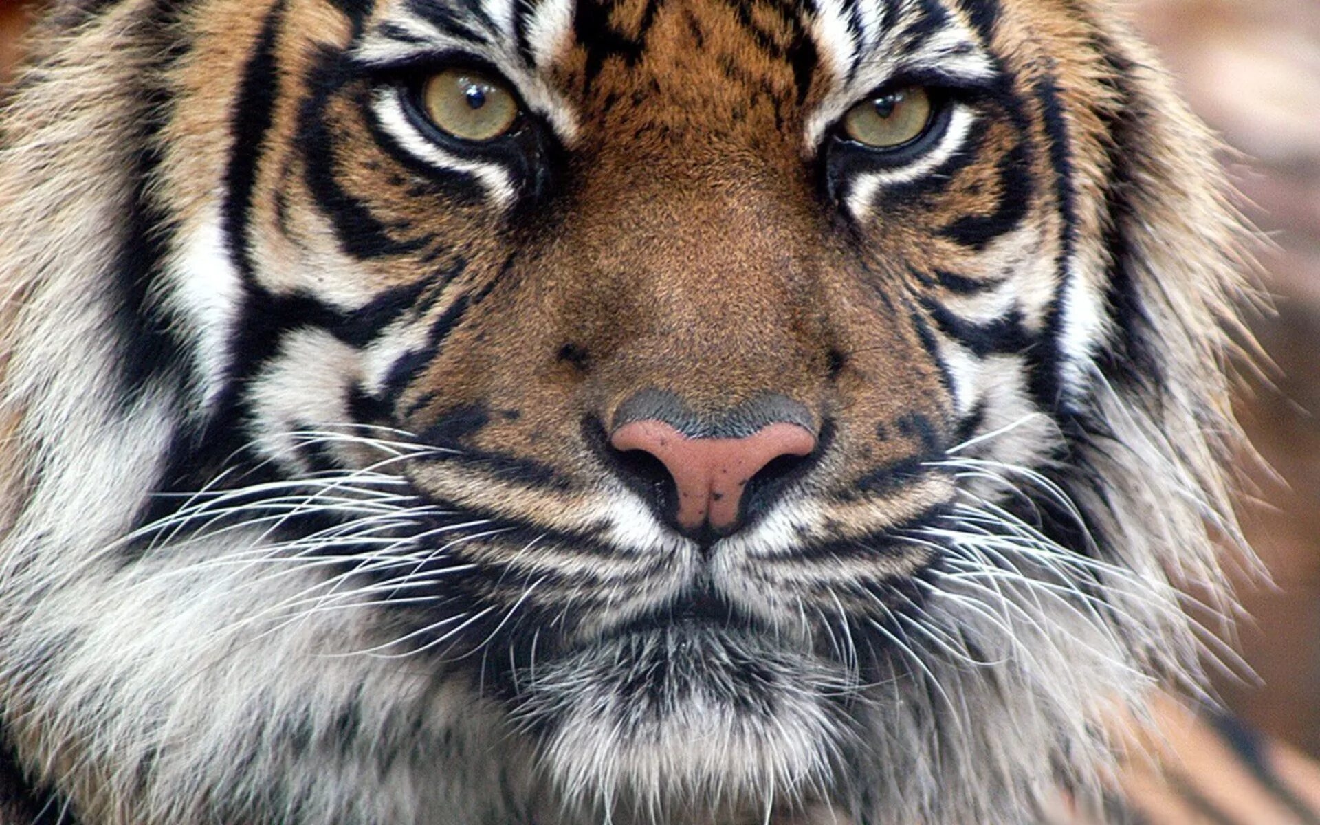 X in cat tiger