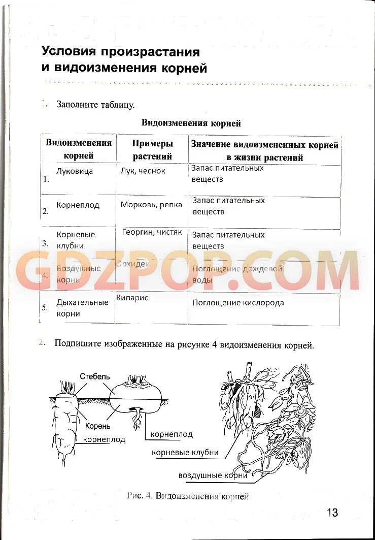 Презентация "Корень"