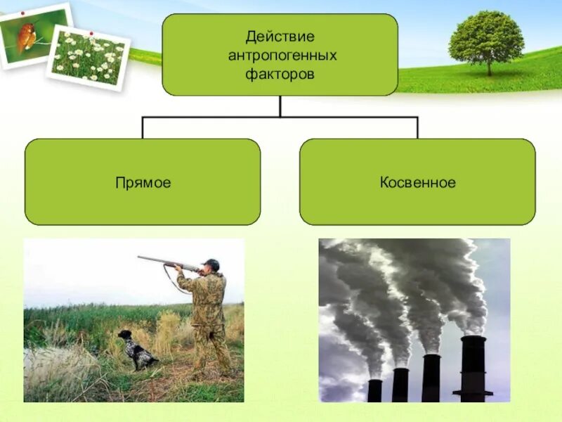 Антропогенная деятельность вызывает