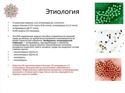 Вирус относится к инфекциям