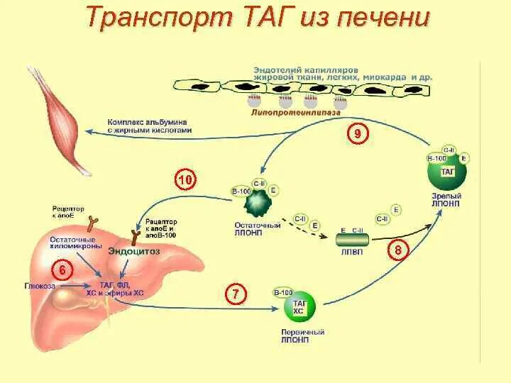 Схема транспорта жиров из печени в другие ткани. Транспорт липидов в печени. Транспорт холестерола в печени. Регуляция синтеза холестерина в печени.