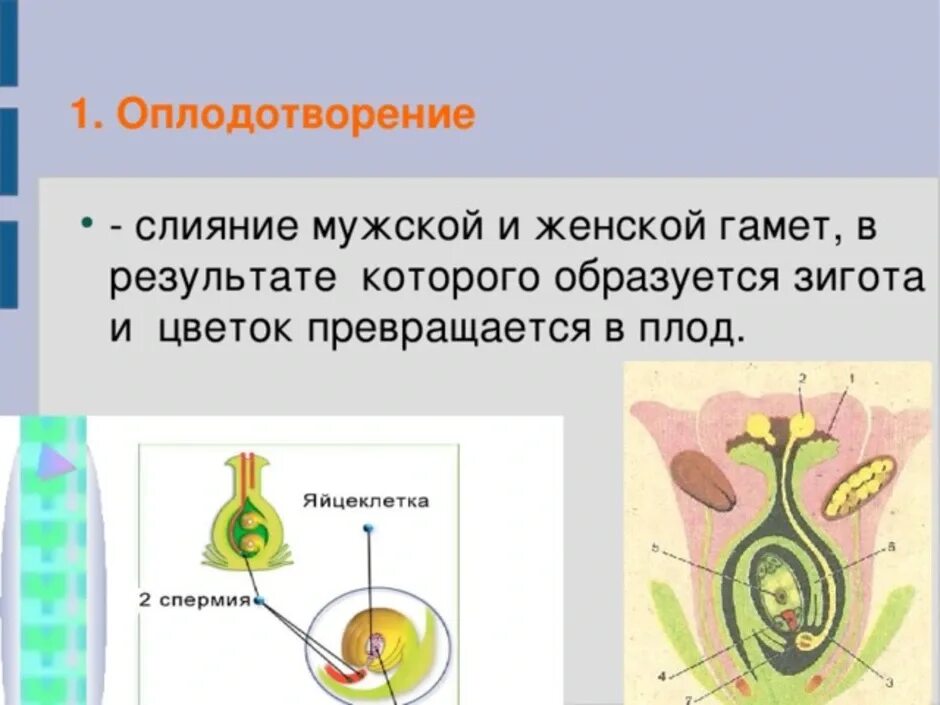 Спермия цветка. Схема двойного оплодотворения цветкового растения. Двойное оплодотворение и образование семени. Процесс двойного оплодотворения цветковых растений. Двойное оплодотворение 6 класс биология.