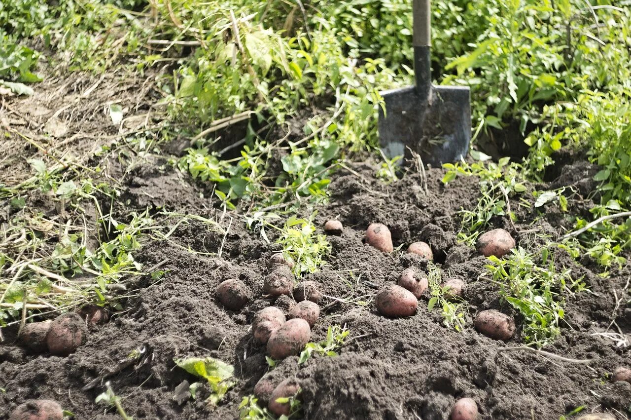 В какие дни апреля можно сажать картошку. Картошка в огороде. Картошка на грядке. Картошка на даче. Огород с пасажанноц картошкой.