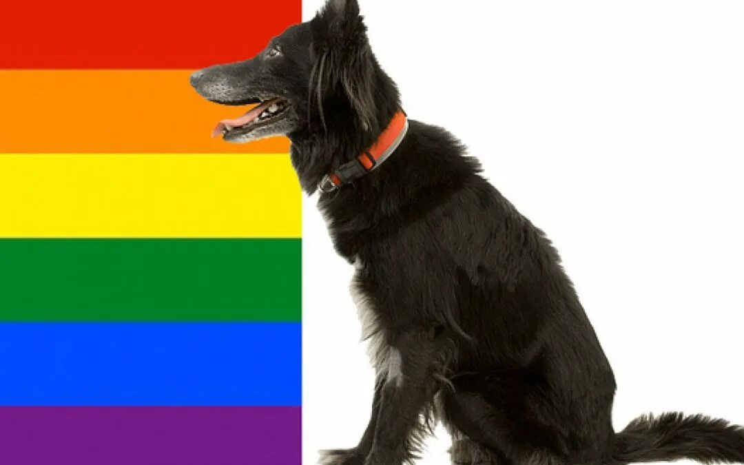 Год собаки какой цвет. Любимый цвет собаки. какого цвета собака. dogs colour vision. dog vision colors.