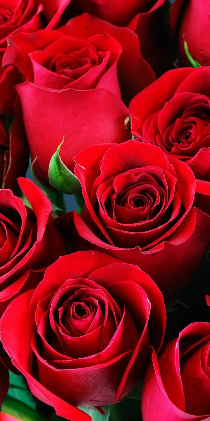 Розовые розы. Лепестки розовых роз. Розы вертикальные. R o se. Много роз.
