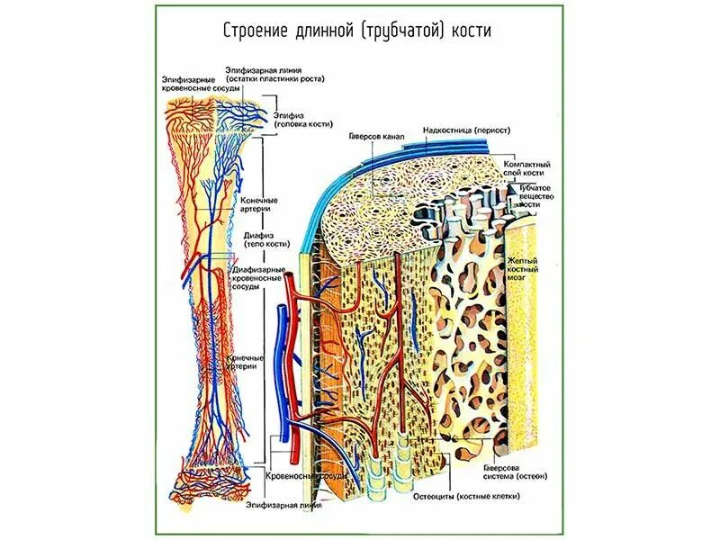 Что образуют трубчатые кости. Строение трубчатой кости человека. Схема строения трубчатой кости. Строение трубчатой кости рисунок. Строение трубчатой кости биология 8 класс.