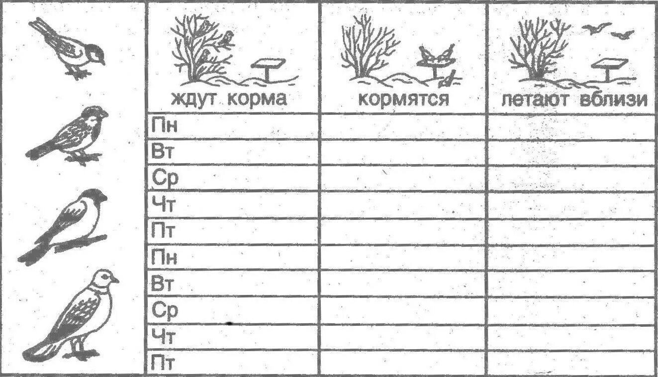 Дневник наблюдений в подготовительной группе. Календарь наблюдения за птицами. Календарь наблюдений за птицами в старшей группе. Дневник наблюдения зимующие птицы. Календарь наблюдения за птицами зимой в детском саду.