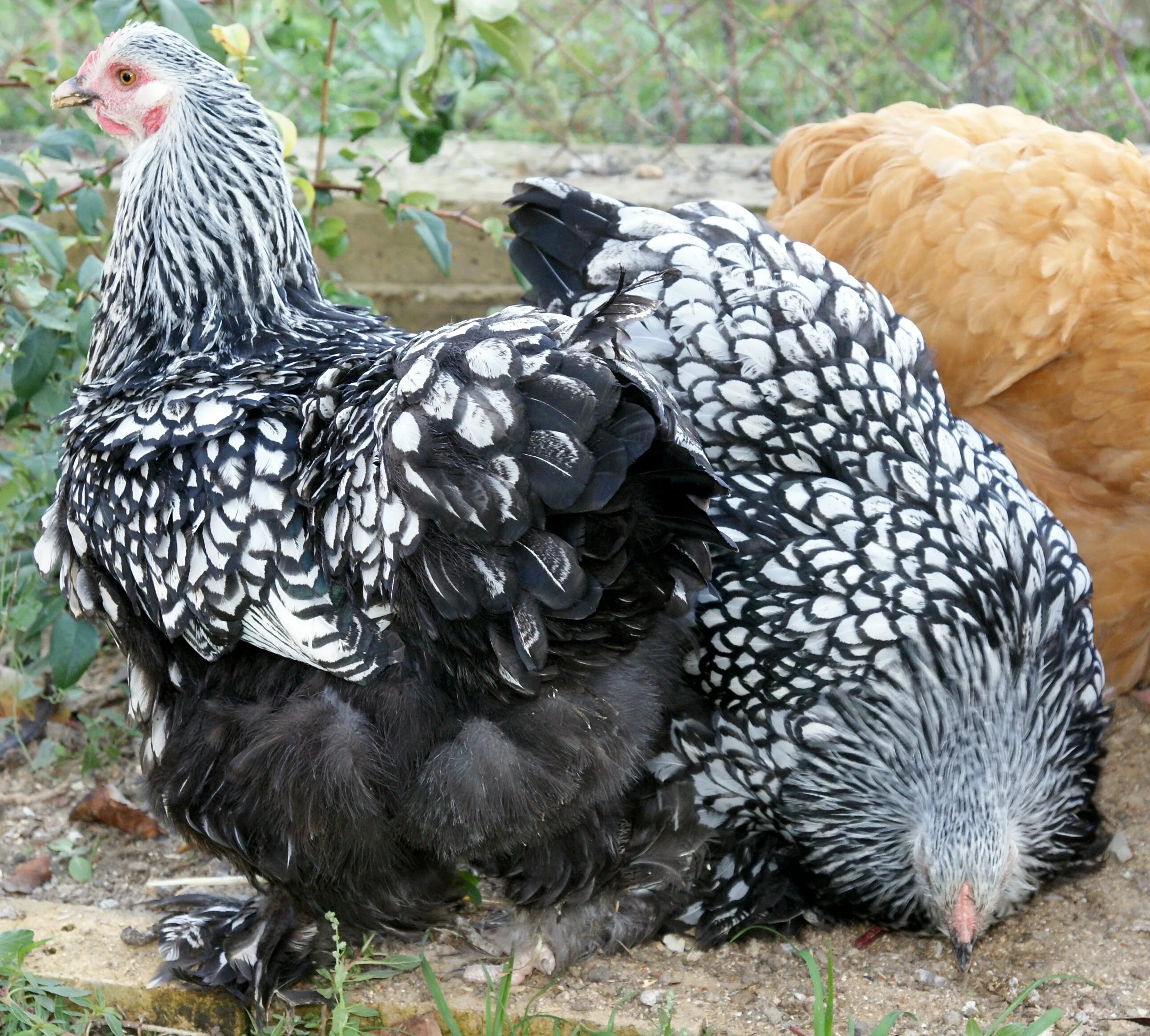 Куплю породы кур. Карликовый кохинхин. Брама кохинхин. Кохинхин черный. Орпингтон мраморный.