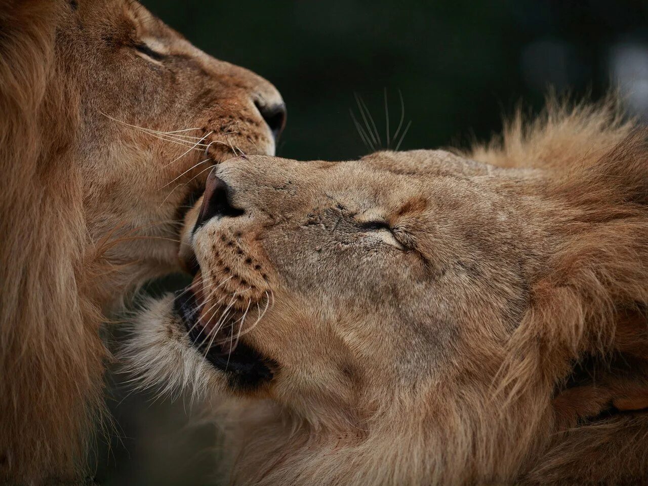 Пары животных. Лев и львица. Львы любовь. Влюбленные львы.