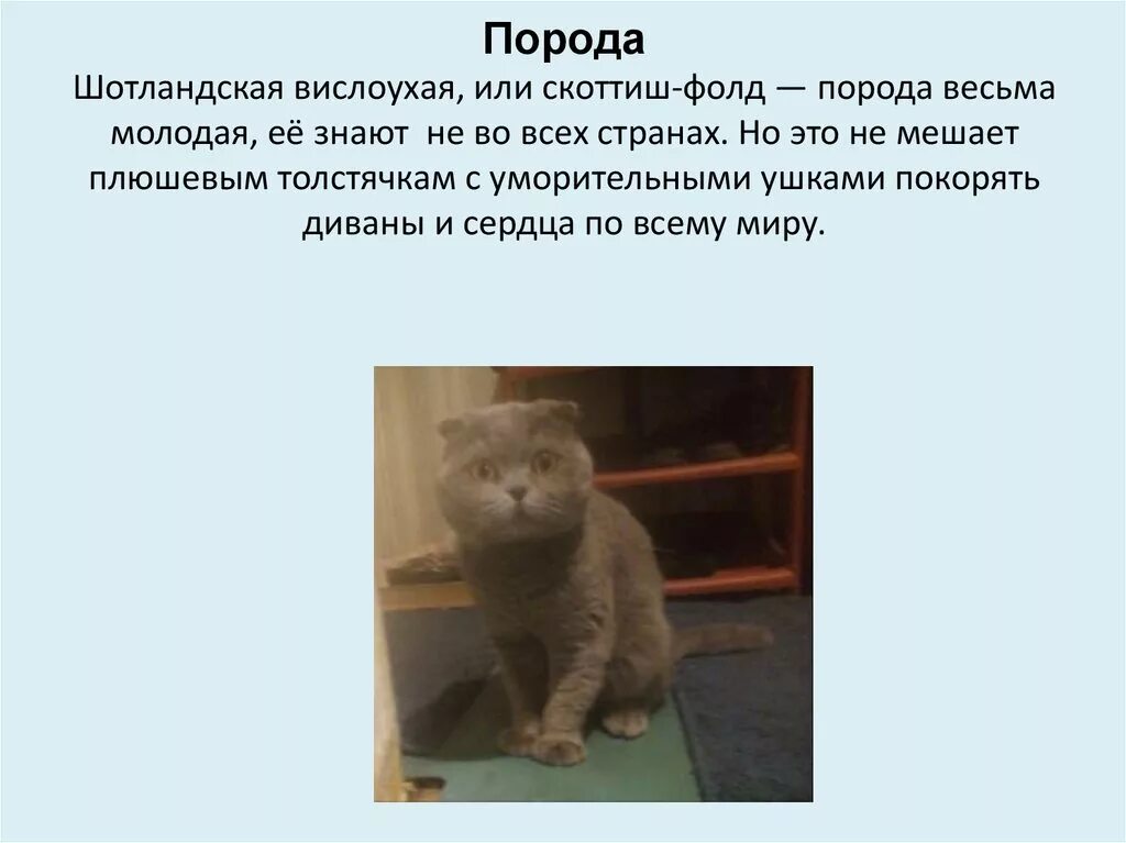 Шотландский вислоухий кот характер характеристики. Факты о шотландских вислоухих кошках. Шотландские вислоухие характер породы. Факты о вислоухих кошках. Шотландский вислоухий кот характер характеристики.