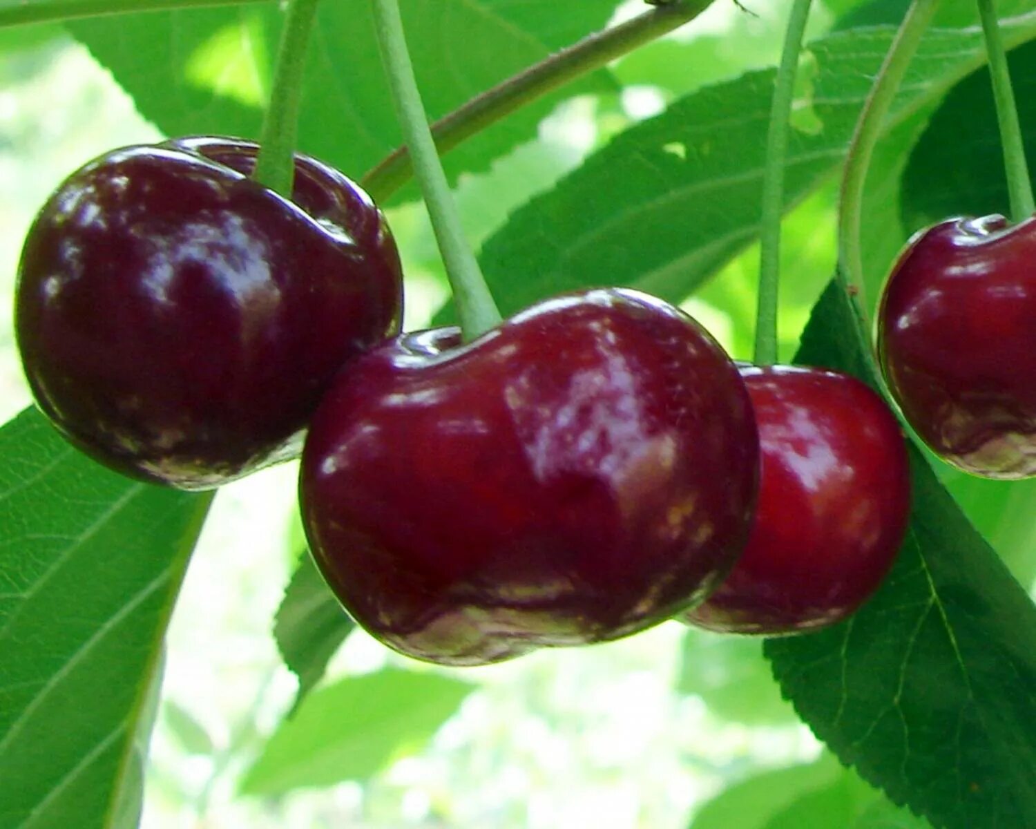 Какая вишня лучше. Какая вишня лучше. Черевишня дюк кормилица. Какая вишня лучше. Вишня дюк малышка.