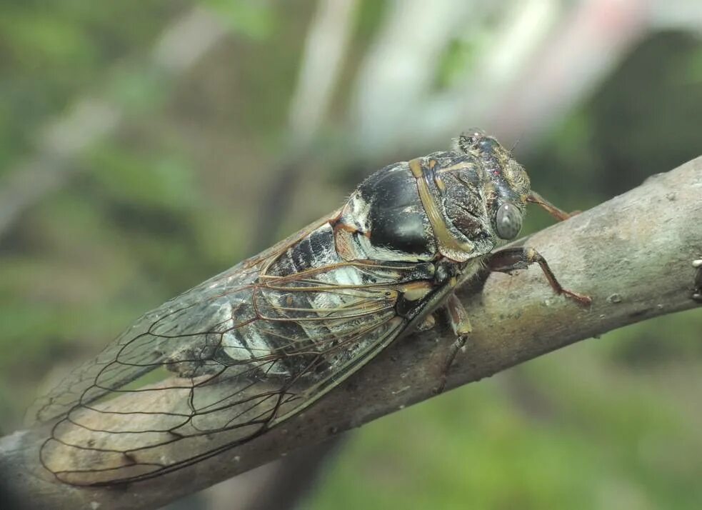 Муха цикада. Цикада обыкновенная Lyristes plebejus. Цикада Крымская. Цикада насекомое Крым.