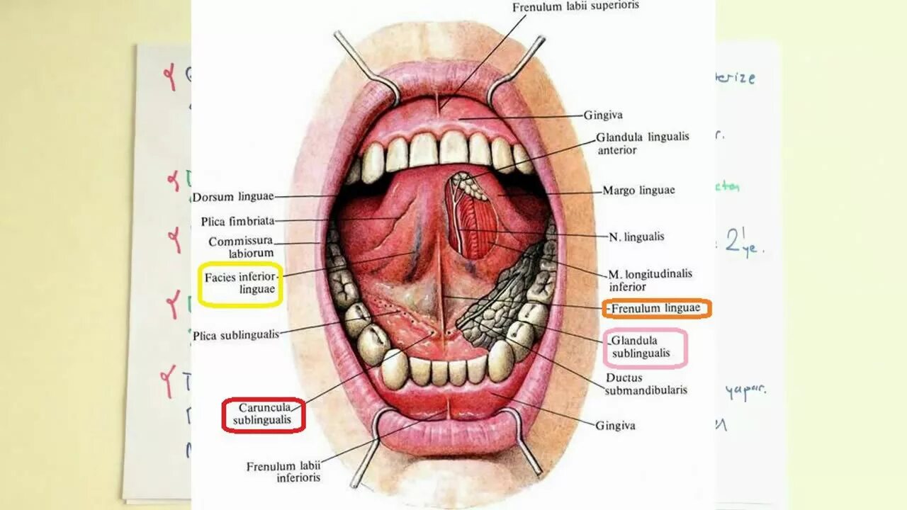Ротовая полость анатомия слюнные железы. Ротовая полость анатомия слизистой. Строение подъязычной слюнной железы анатомия. Язык ротовой полости