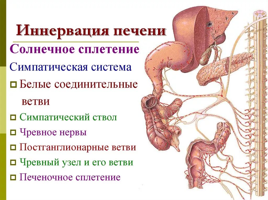 Система для печени. Иннервация печени и желчного пузыря. Анатомия печени кровоснабжение иннервация. Кровоснабжение иннервация лимфоотток печени. Иннервация печени и желчного пузыря схема.