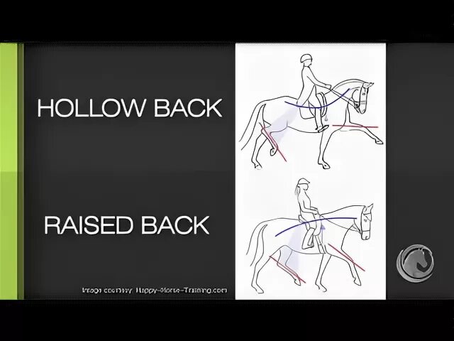 Биомеханика движений лошади. Биомеханика всадника на лошади. Лошадь в движении. Лошадь вперед. Raised back
