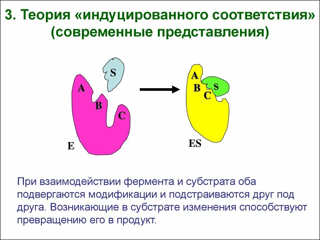 Теория индуцированного соответствия фермента. Модель индуцированного соответствия ферменты. Теория индуцированного взаимодействия. Теория индуцированного соответствия фермента Кошланда.