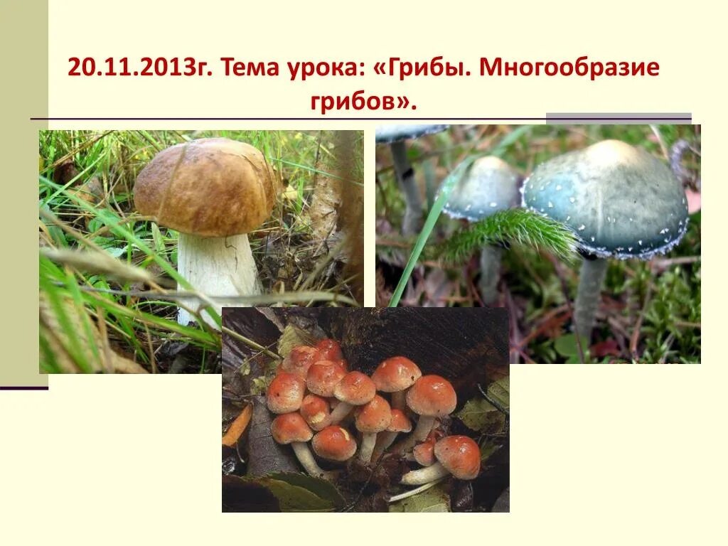 Царство грибов. Многообразие грибов. Тема урока грибы. Царство грибы разнообразие.