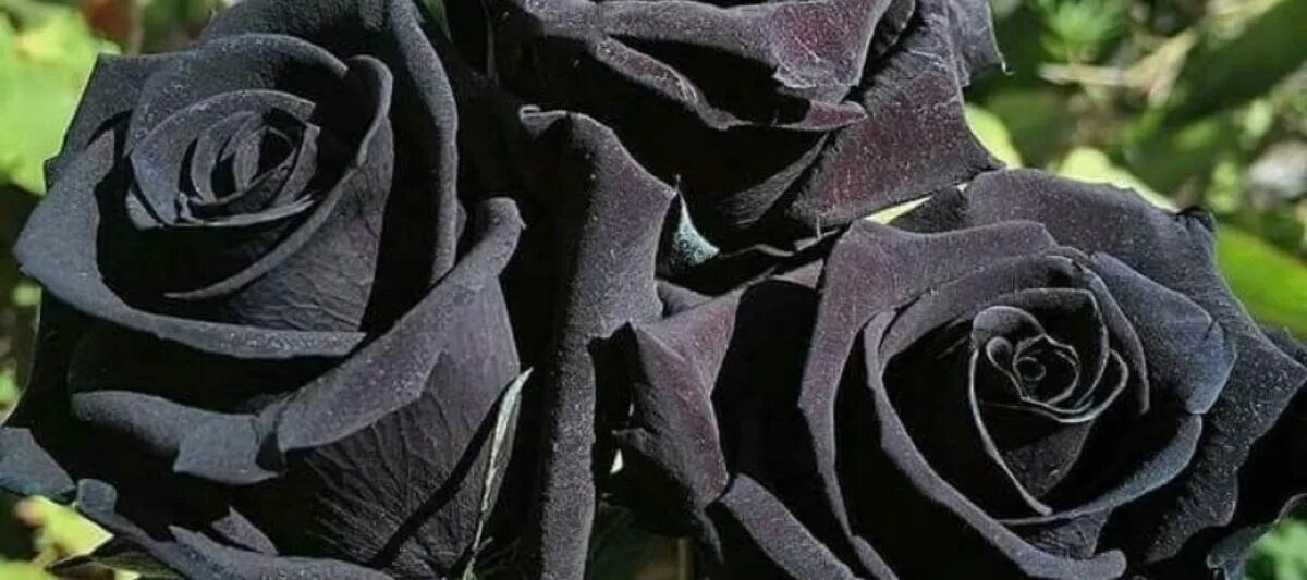 Rose b. черные розы халфети. роза дарк найт. черные розы во сне. черный нефрит роза.