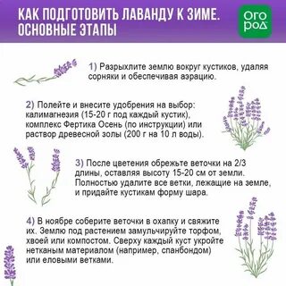 Чем подкормить лаванду весной для пышного цветения