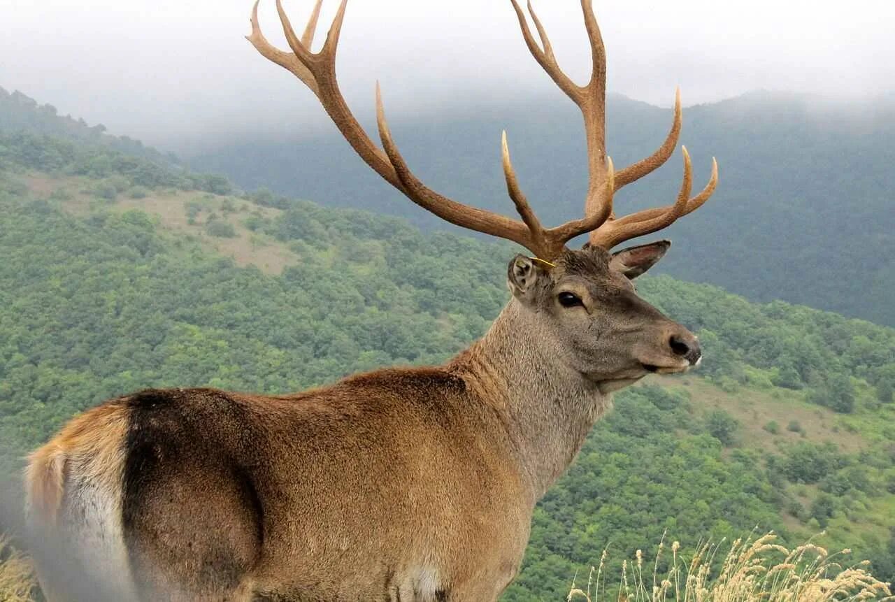 Маралы горный алтай. Марал cervus elaphus. Кавказский марал. Кавказский марал. Крымский благородный олень в крыму.