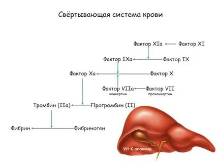 Образование протромбина образование тромба образование фибрина