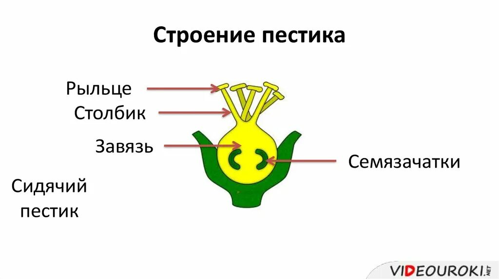 Где находится завязь у цветка. Строение завязи пестика. Строение рыльца пестика. Внутреннее строение завязи пестика. Строение пестика цветка.