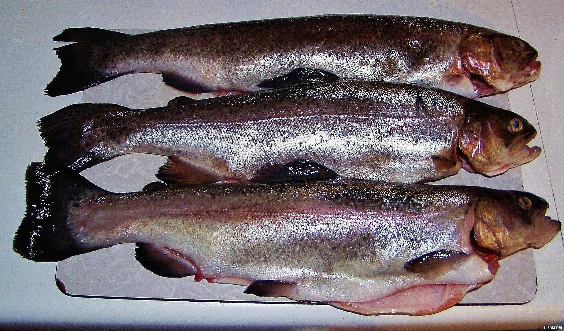 Чем отличается форель. Кумжа от форели. форель и радужная форель. форель радужная и обычная отличия. радужная форель отличие от обычной.