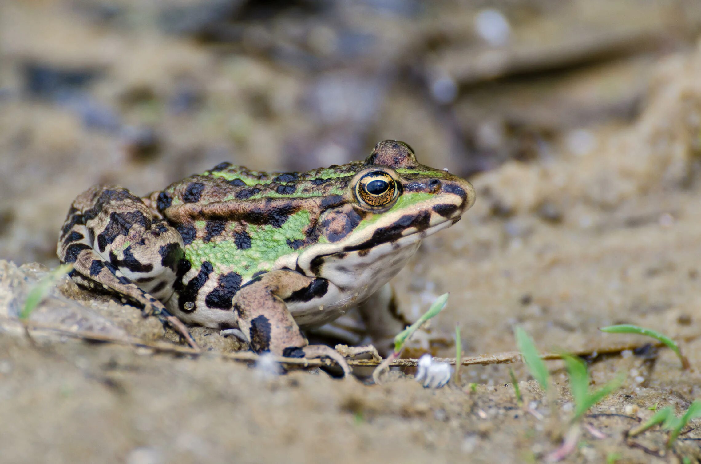 лягушка прудовая паротиды. прудовая лягушка личинка. земноводные калужской области. прудовая лягушка. прудовая озерная съедобная лягушка.