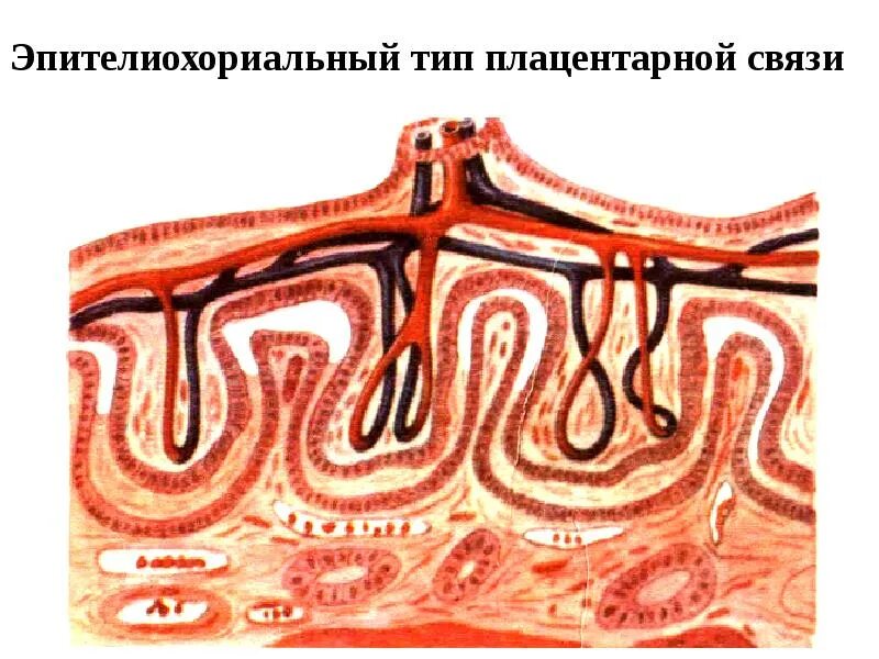 Типы строения плаценты. Эпителиохориальный тип плаценты. эндотелиохориальная плацента. десмохориальная плацента. гемохориальный тип плаценты.