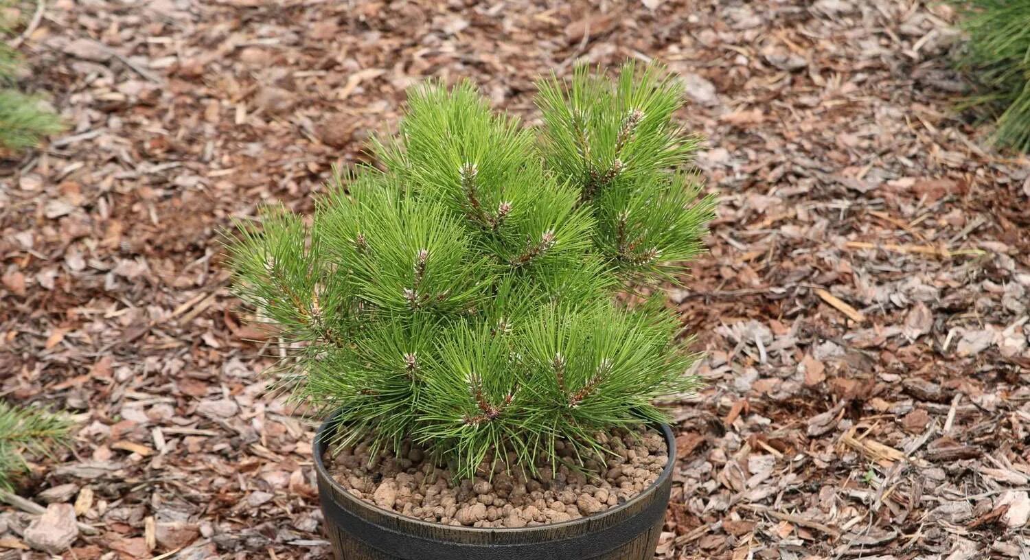 Сосна нигра описание. Сосна Pinus nigra. Pinus nigra Rondello. Сосна черная (Pinus nigra). Сосна Грин рокет.