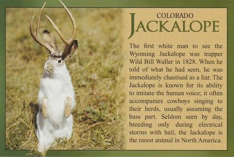 Odd squad jackalope