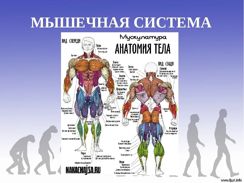 Название мышц. Мышцы тела человека. Мышцы человека схема. Названия групп мышц. Распределите мышцы по группам